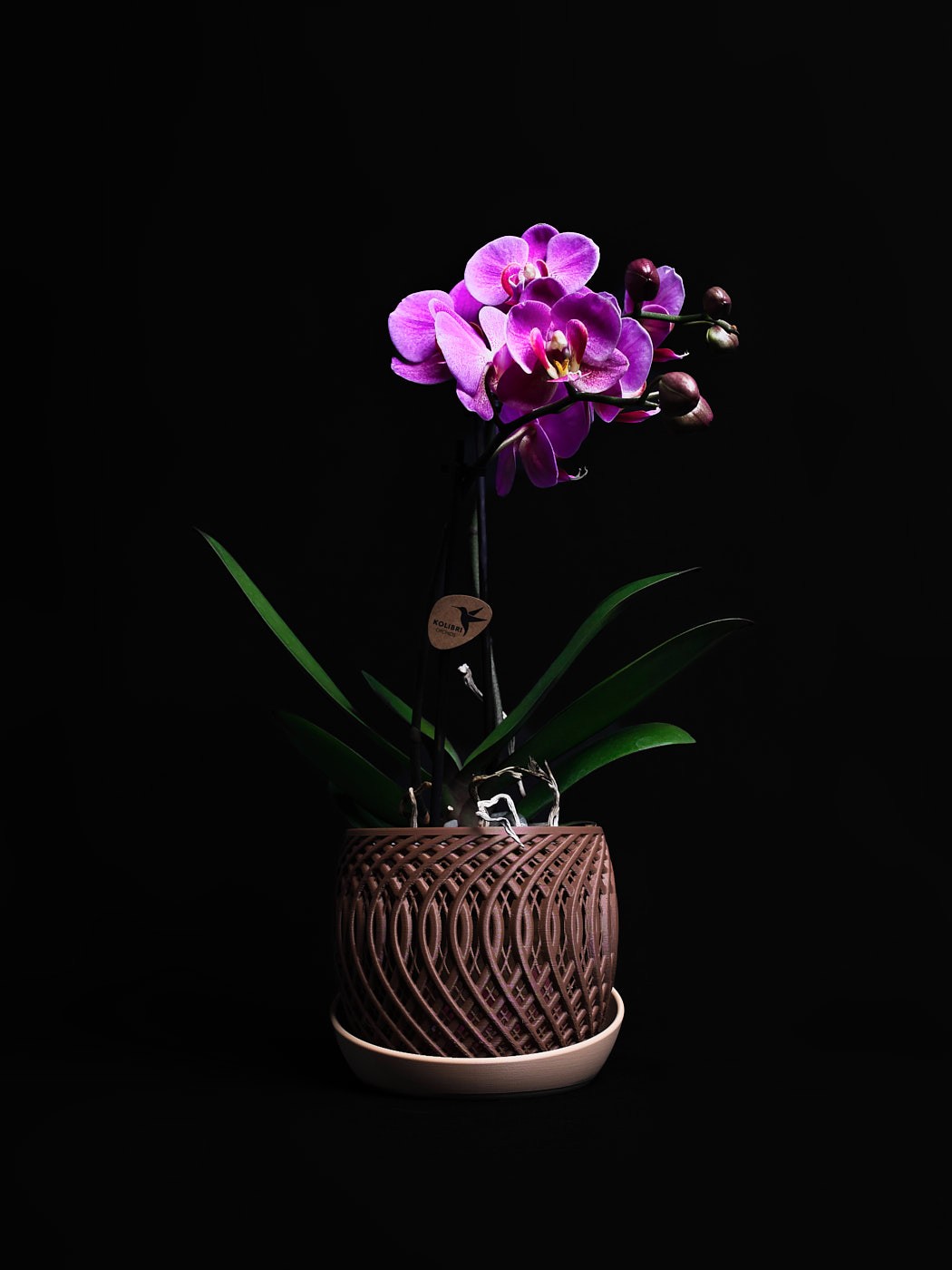 Produktfotografie einer blühenden Orchidee vor schwarzem Hintergrund mit gezielter Lichtsetzung und edler Wirkung.