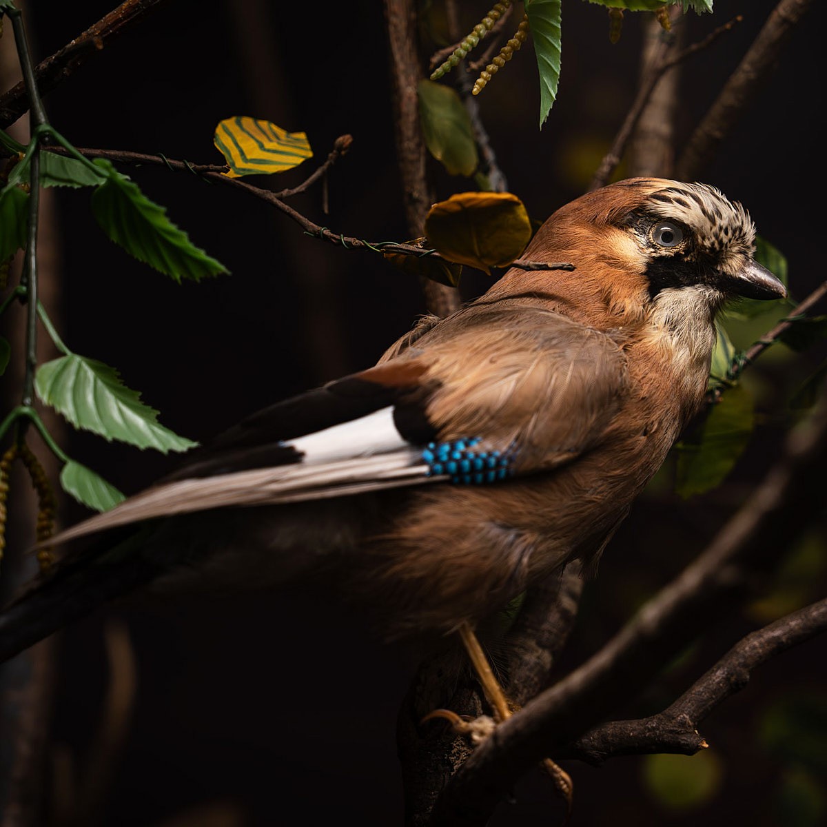 Naturkundliche Ausstellung mit präpariertem Eichelhäher in Museumsinszenierung und stimmungsvoller Beleuchtung.