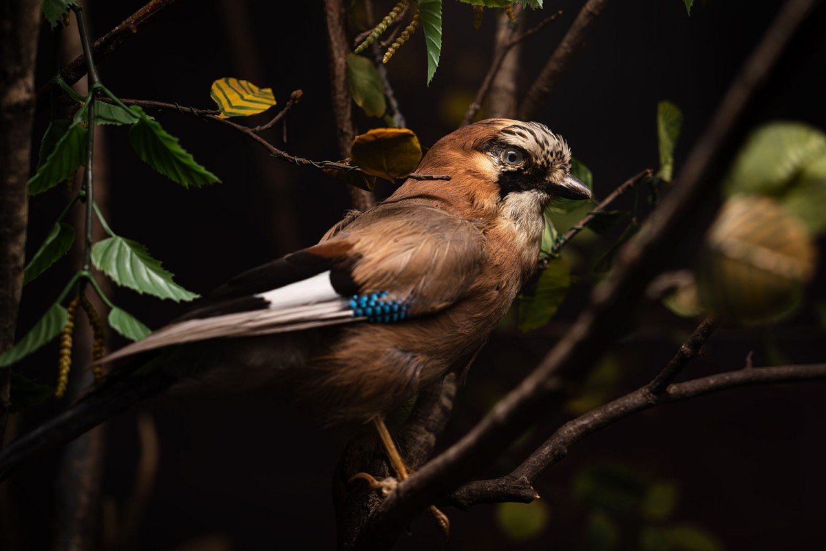 Naturkundliche Ausstellung mit präpariertem Eichelhäher in Museumsinszenierung und stimmungsvoller Beleuchtung.