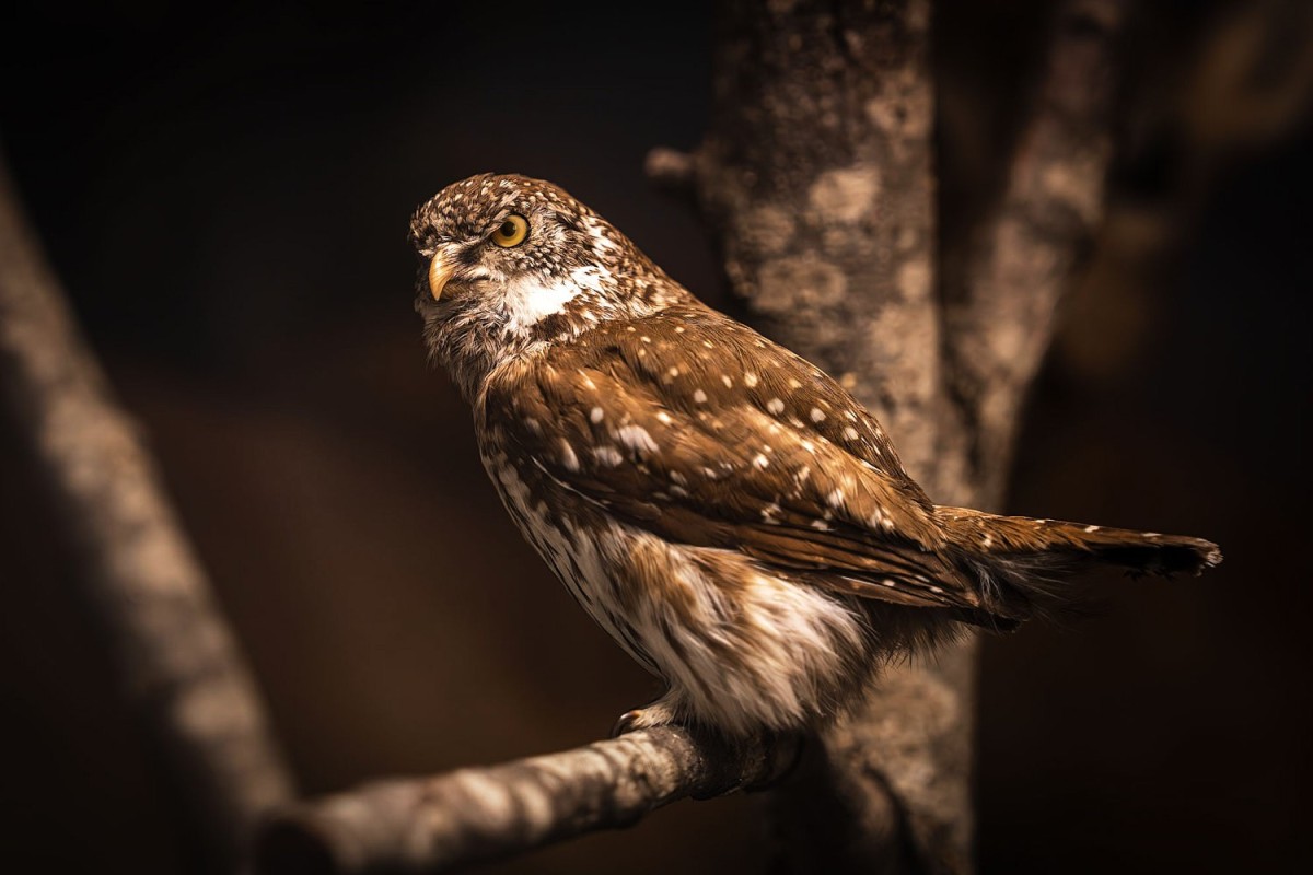 Naturkundliche Museumsfotografie mit präpariertem Steinkauz auf Ast in stimmungsvoll beleuchteter Ausstellung.
