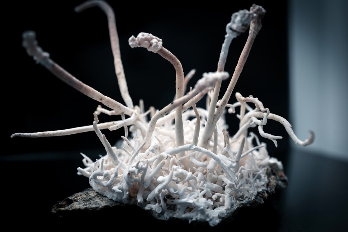 Filigranes Natur- oder Pilzobjekt als Museumsstück mit organischen Strukturen in moderner Ausstellung.