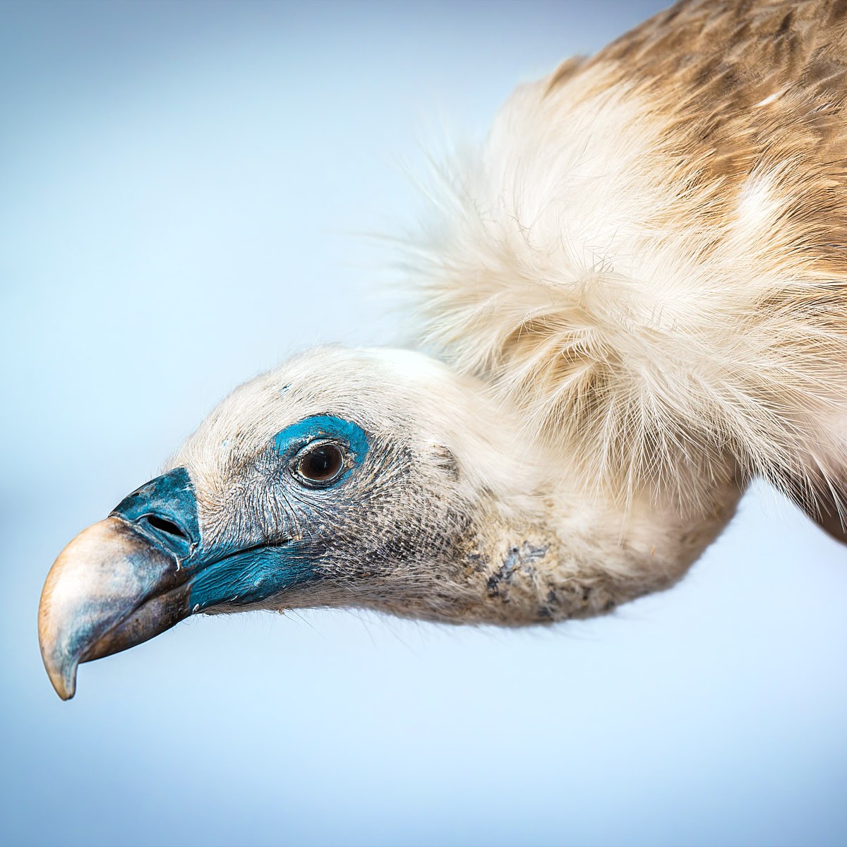 Detailaufnahme eines präparierten Geiers in naturkundlicher Ausstellung mit Fokus auf Artenschutz und Biodiversität.